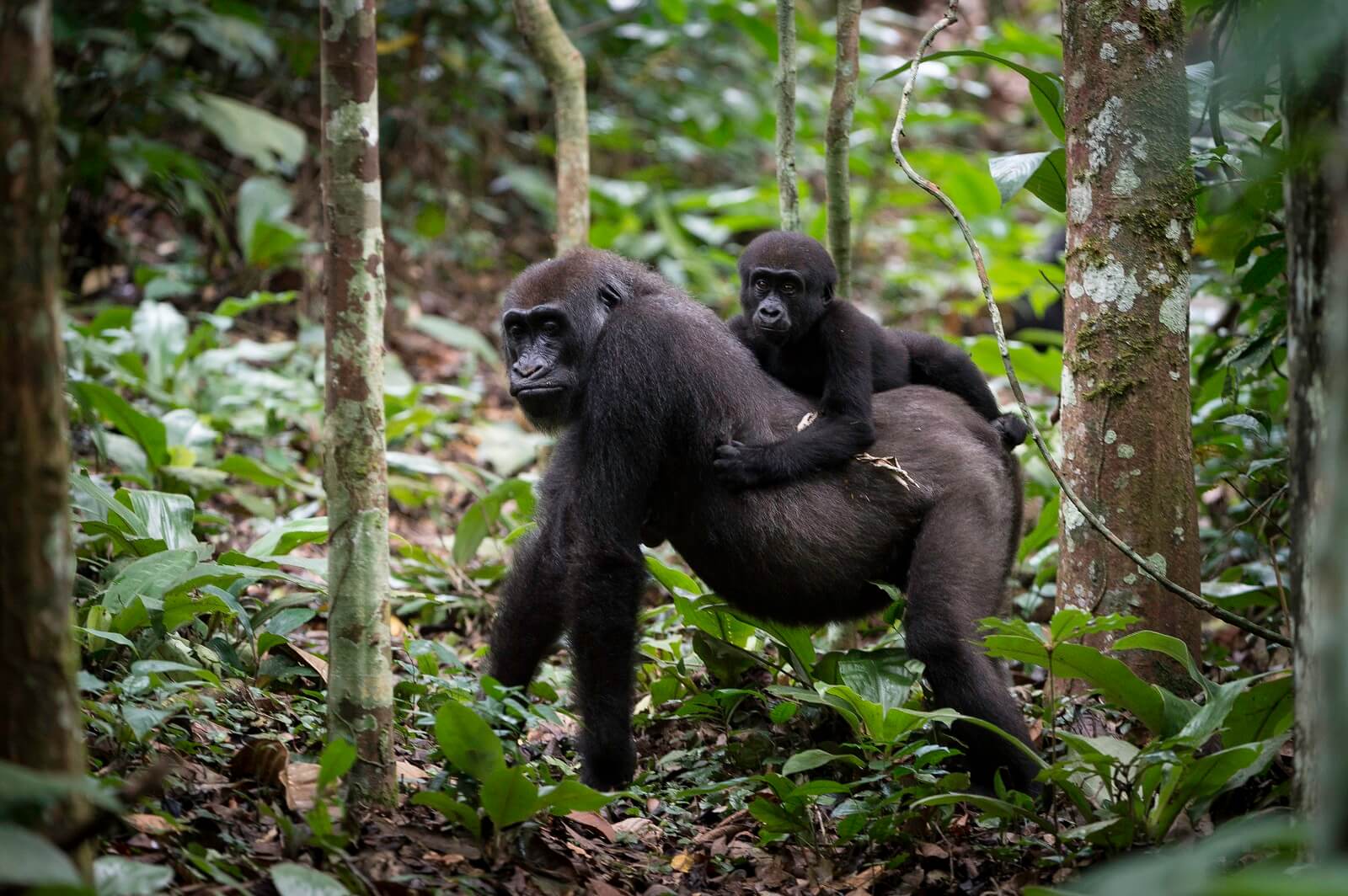 Kongo-Expeditionsreise: Im Urwald des Kongobeckens